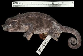 Media type: image;   Herpetology R-54502